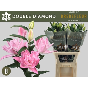 Lilium DB 'Dbl Diamond' 4+