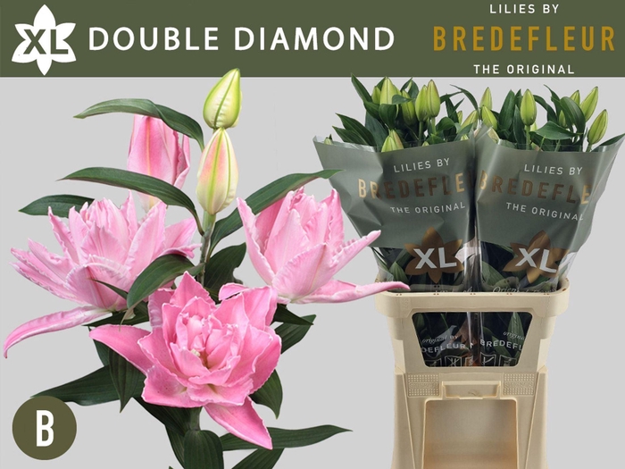 <h4>Lilium DB 'Dbl Diamond' 4+</h4>