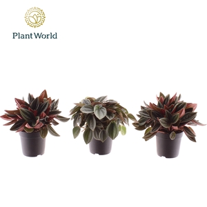 Peperomia gemengd 7 cm