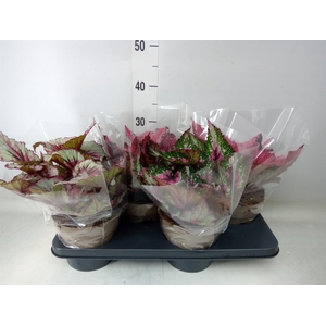 Begonia BD 'Beleaf'   ...mix