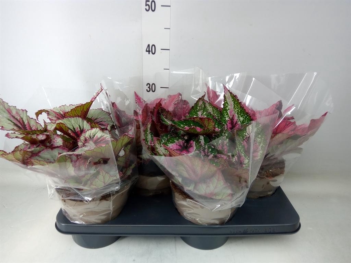 <h4>Begonia BD 'Beleaf'   ...mix</h4>