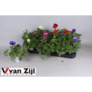 Anemone coronaria Harmony mix 10,5Ø 25cm