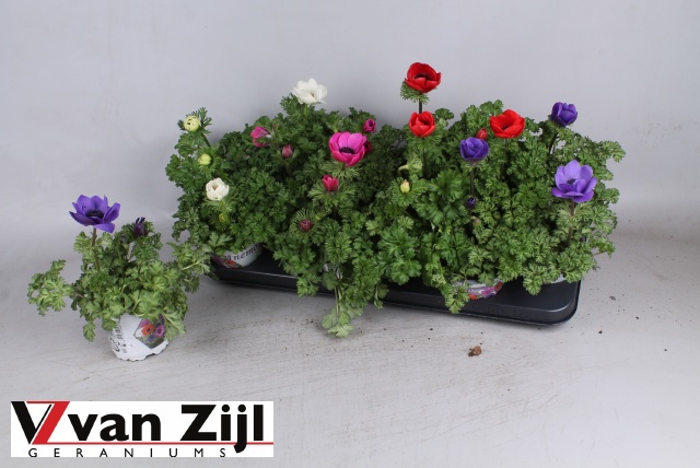 Anemone coronaria Harmony mix 10,5Ø 25cm