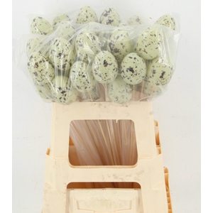 KIEVITSEI OP STOK H%