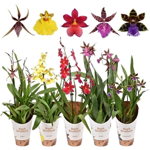 Orchidee