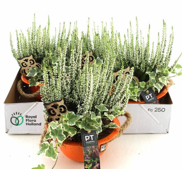 <h4>ARR TUINPLANTEN</h4>