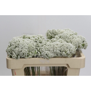 Ozothamnus Booming White