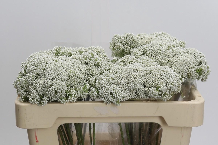 Ozothamnus Booming White