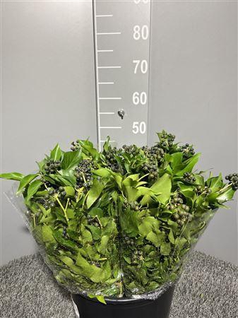 Hedera Helix Berry 300