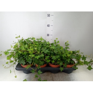 Hedera helix 'Pittsburgh'
