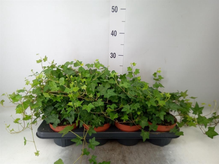 <h4>Hedera helix 'Pittsburgh'</h4>