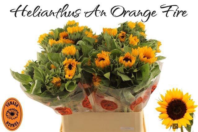 <h4>HELI ORANGE FIRE</h4>