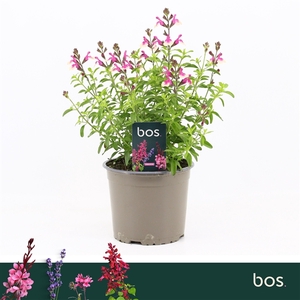 Salvia Greggii, Mirage Rose Bicolour