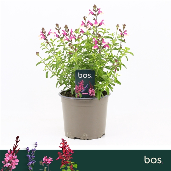 <h4>Salvia Greggii, Mirage Rose Bicolour</h4>