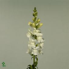 <h4>Antir Potomac White</h4>