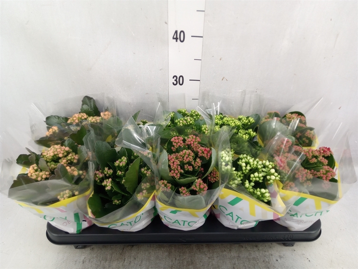 <h4>Kalanchoe blos.   ..rosebud mix  5</h4>