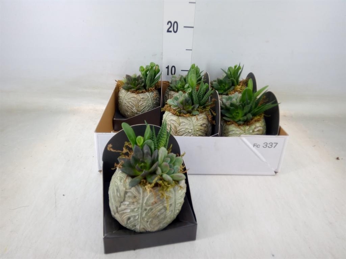 Arr.  Succulents L%