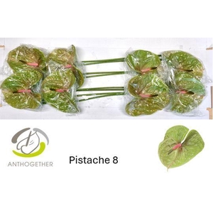 Anthurium Pistache