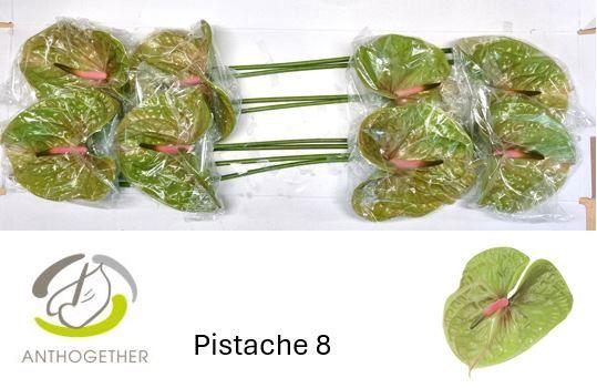 <h4>Anthurium Pistache</h4>