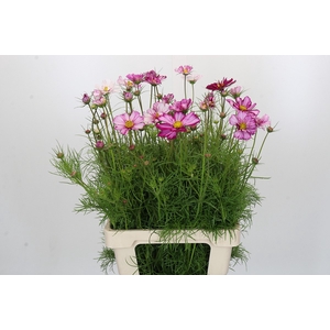 Cosmos Dark Pink