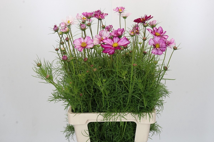 <h4>Cosmos Dark Pink</h4>