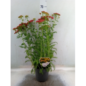 Achillea millef.