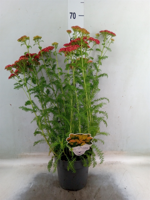 <h4>Achillea millef.</h4>