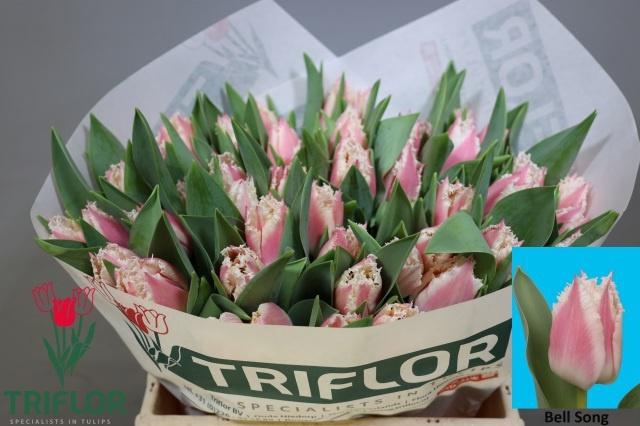 <h4>TU FR BELL SONG</h4>