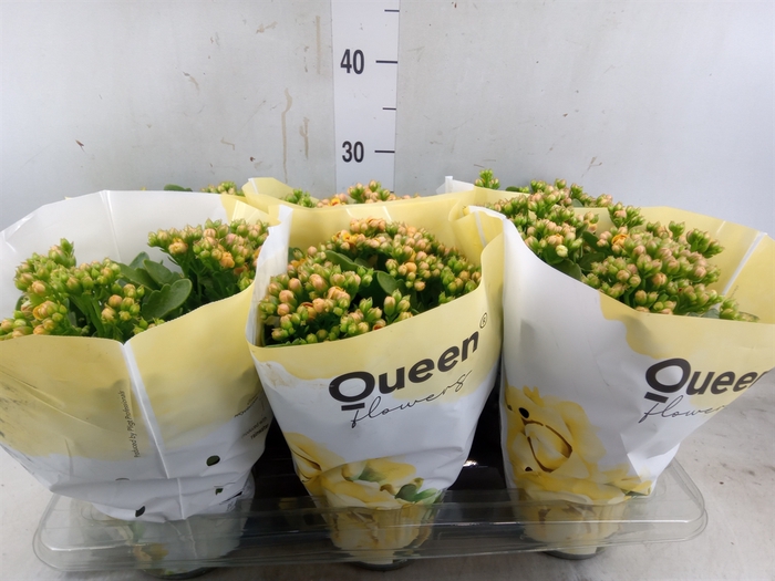 <h4>Kalanchoe  'MoreFlow Lausanne'</h4>