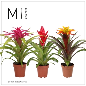 Mimesis Bromelia Happy - 12 cm