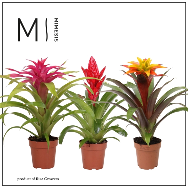 <h4>Mimesis Bromelia Happy - 12 cm</h4>