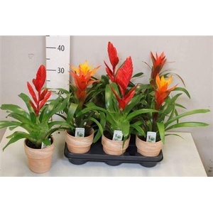 Bromelia Gem Terracotta