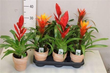 <h4>Bromelia Gem Terracotta</h4>