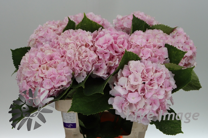 <h4>Hydrangea verena</h4>