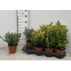 EUONYMUS JA MARIEKE