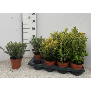 EUONYMUS JAP GEM
