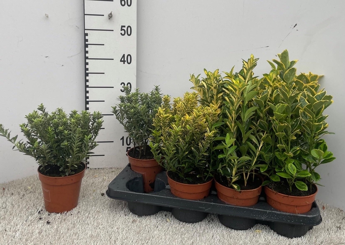 <h4>EUONYMUS JAP GEM</h4>