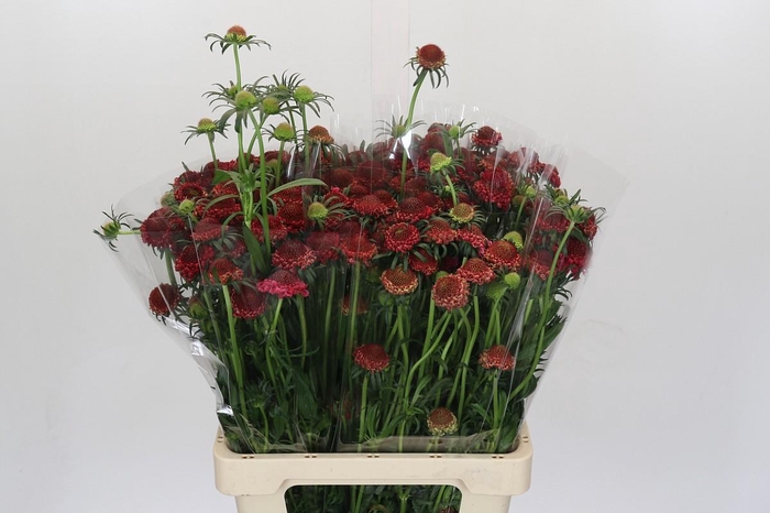 <h4>Scabiosa atropurpurea Focal Scoop Hot Pink</h4>