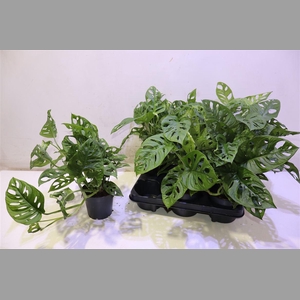 Monstera Monkey Leaf