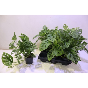 Monstera Monkey Leaf