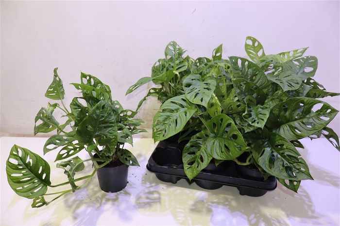 <h4>Monstera Monkey Leaf</h4>