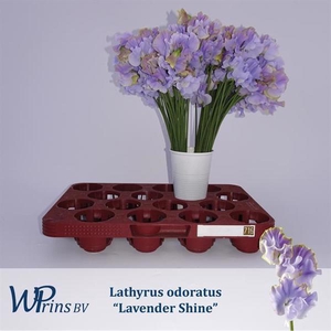 LATHYR LAVENDER SHIN