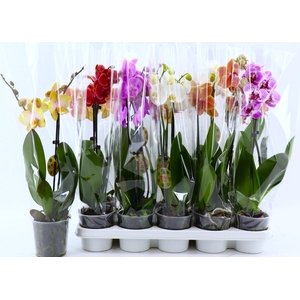 PHAL GEM 8 KL