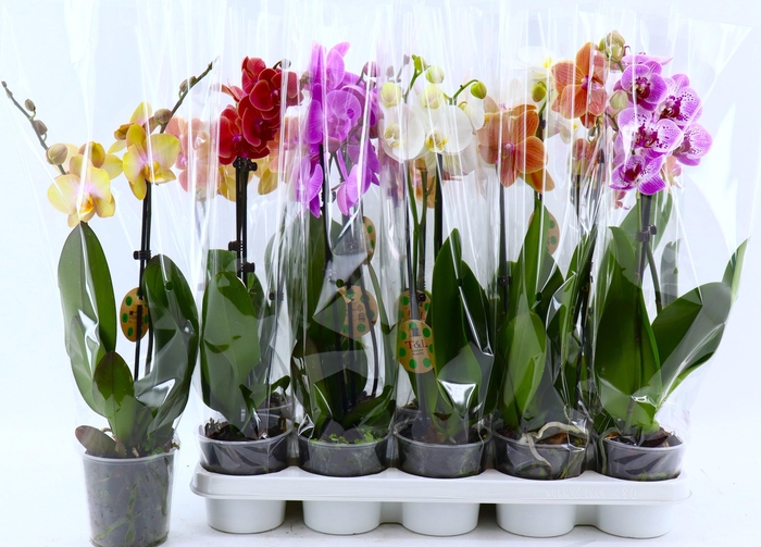 <h4>PHAL GEM 8 KL</h4>