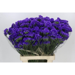 Limonium Sinuatum Blue Wings