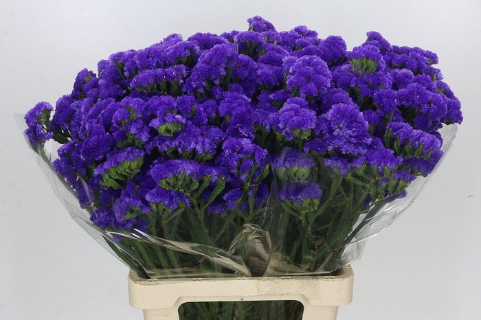 <h4>Limonium Sinuatum Blue Wings</h4>