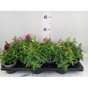 Antirrhinum majus   ...mix
