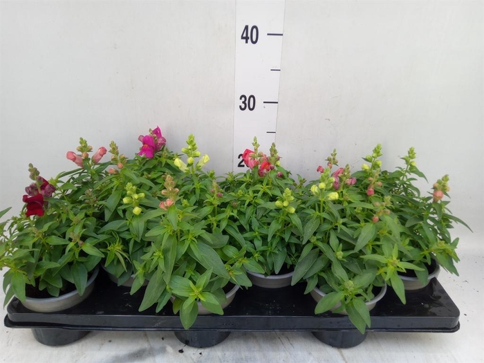 <h4>Antirrhinum majus   ...mix</h4>