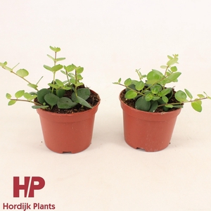 Aeschynanthus Pink Polka Groen