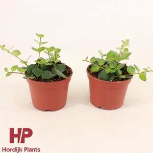 12cm pot - Aeschynanthus Pink Polka Groen